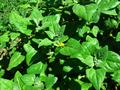 Cook's cabbage ، sea spinach ، tetragon ، warrigal greens ، warrigal cabbage